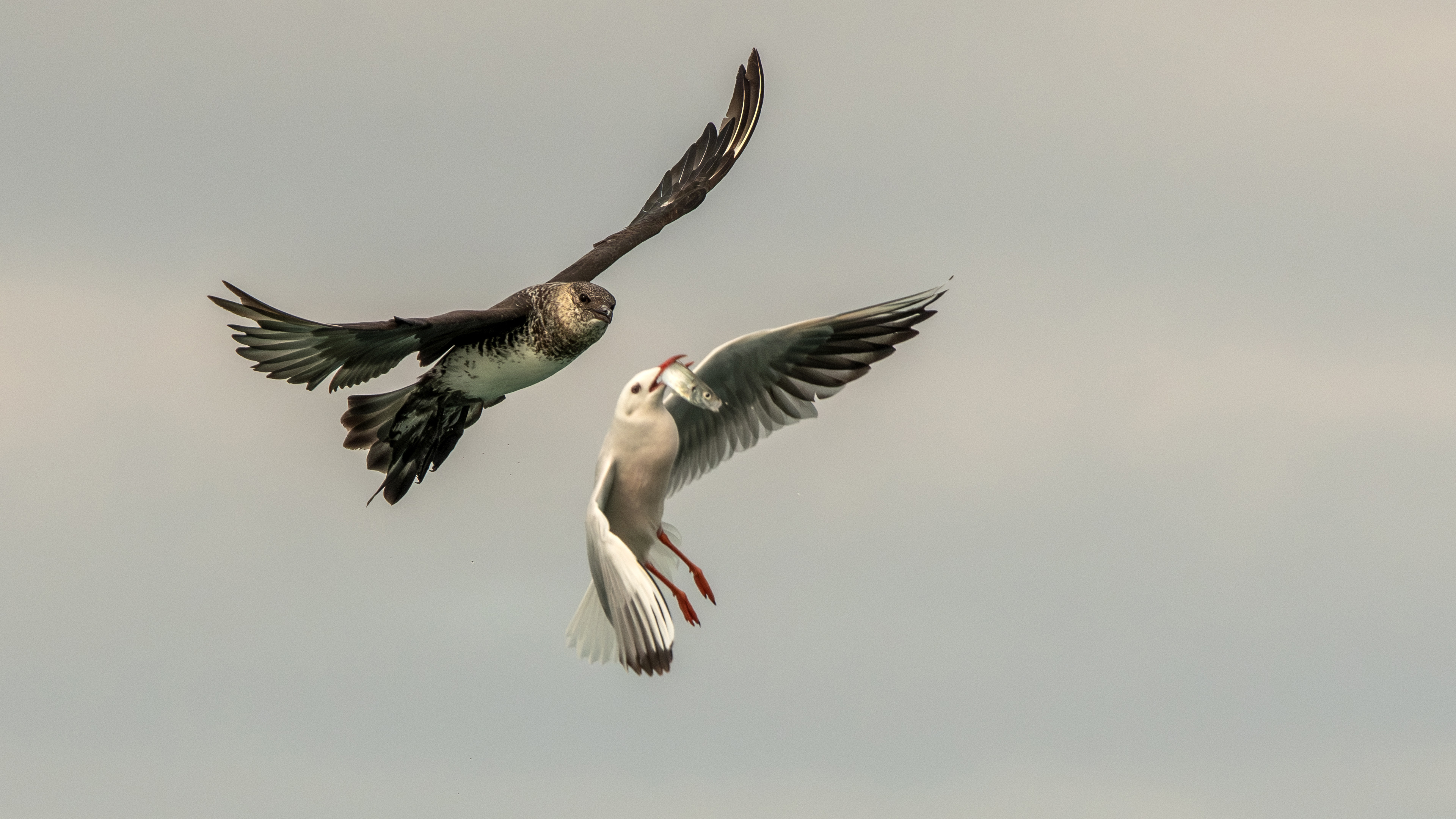 Parasitic Jaeger